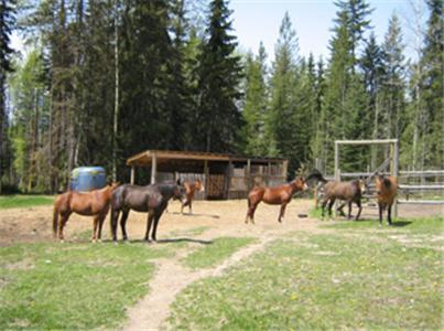 Bear Corner Adventures Bed & Bale Hotel Golden Exterior photo